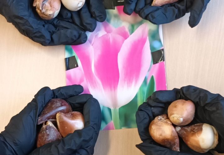 “Tulpen für Brot “