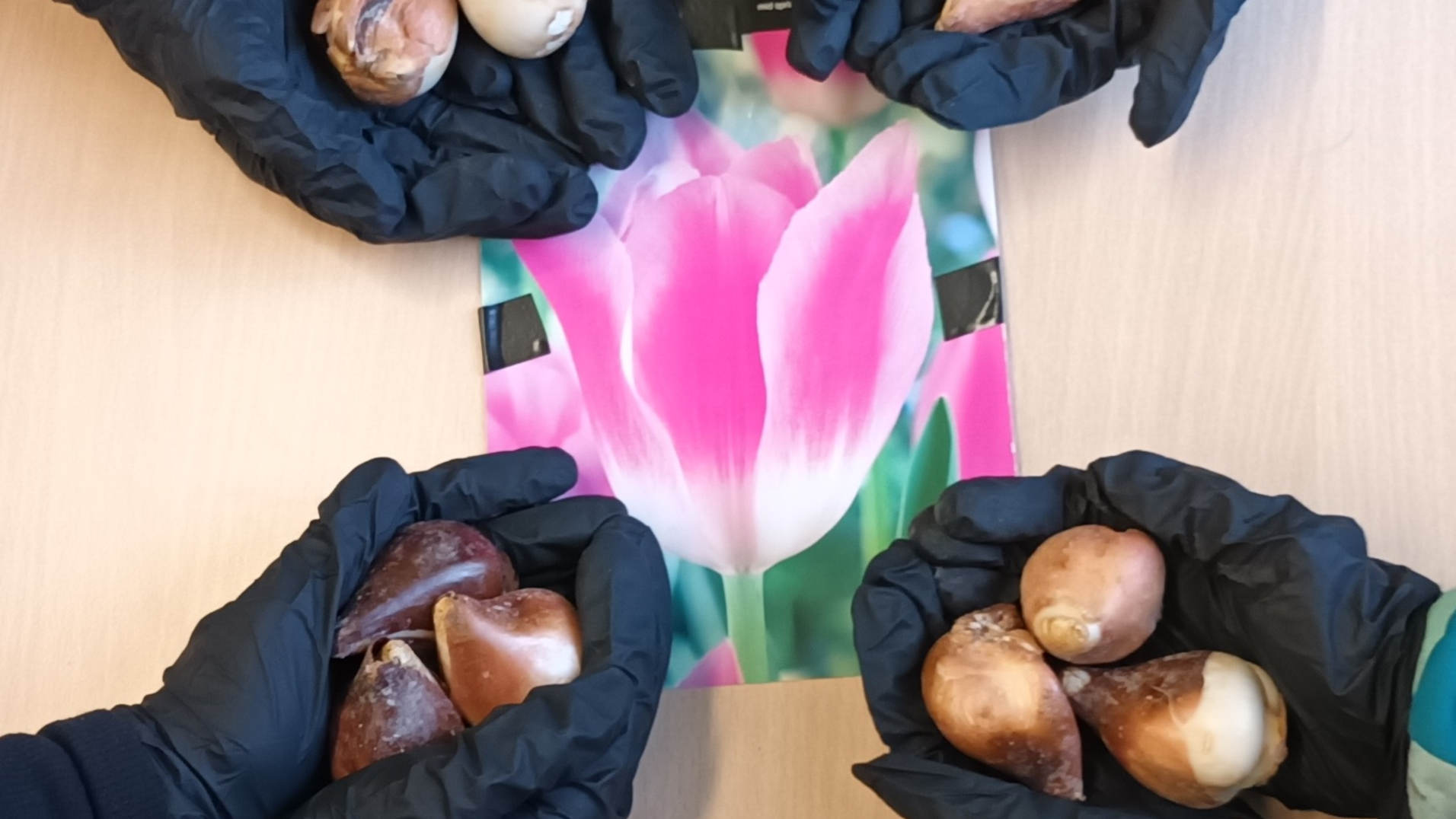 “Tulpen für Brot “